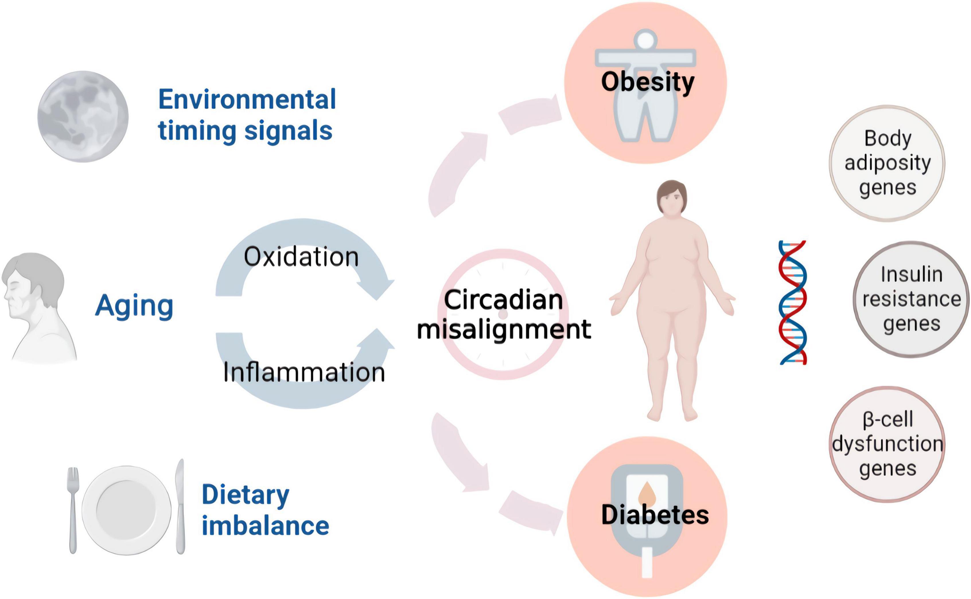 Dietary phytochemical and metabolic disease prevention: Focus on plant proteins